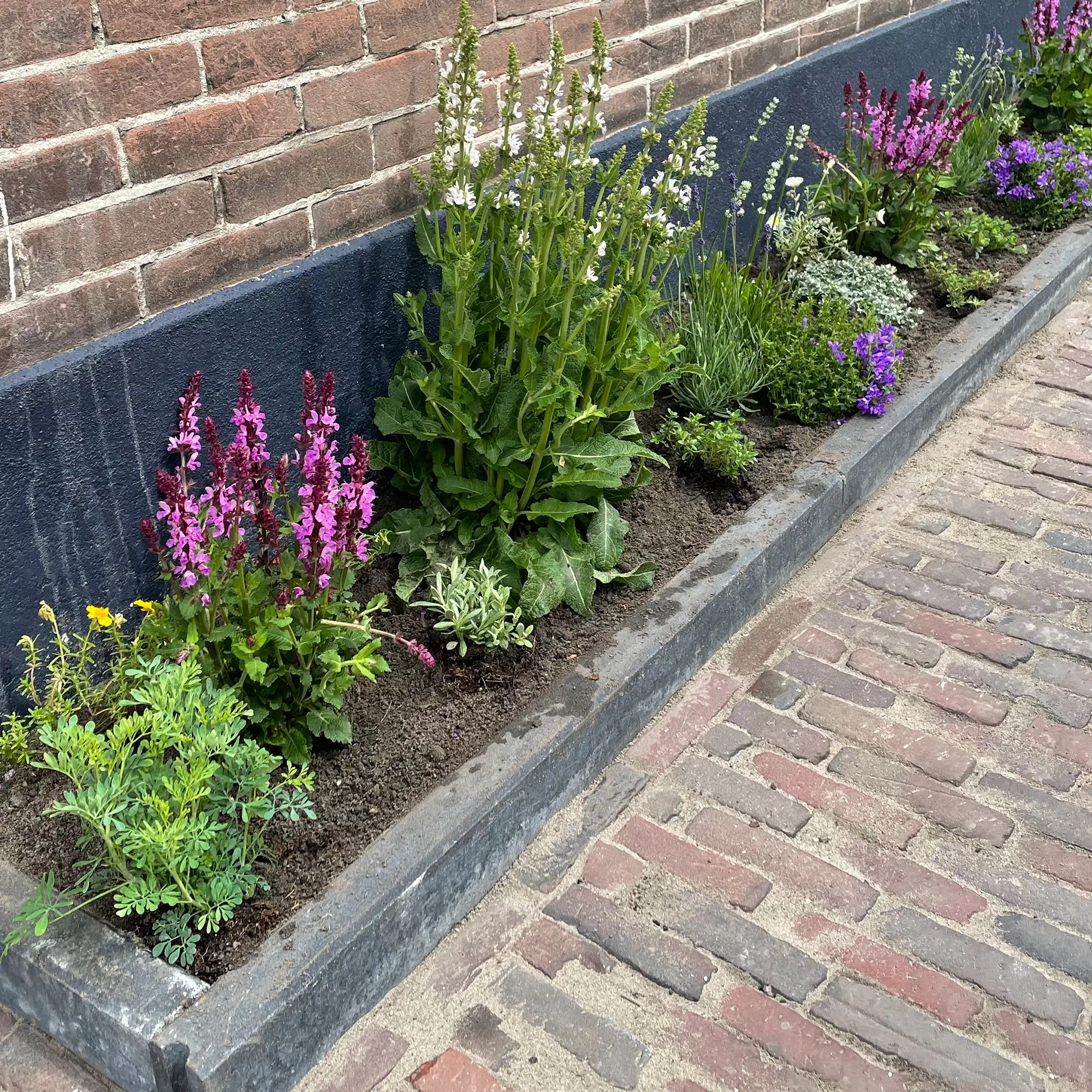 geveltuin drainagestrip