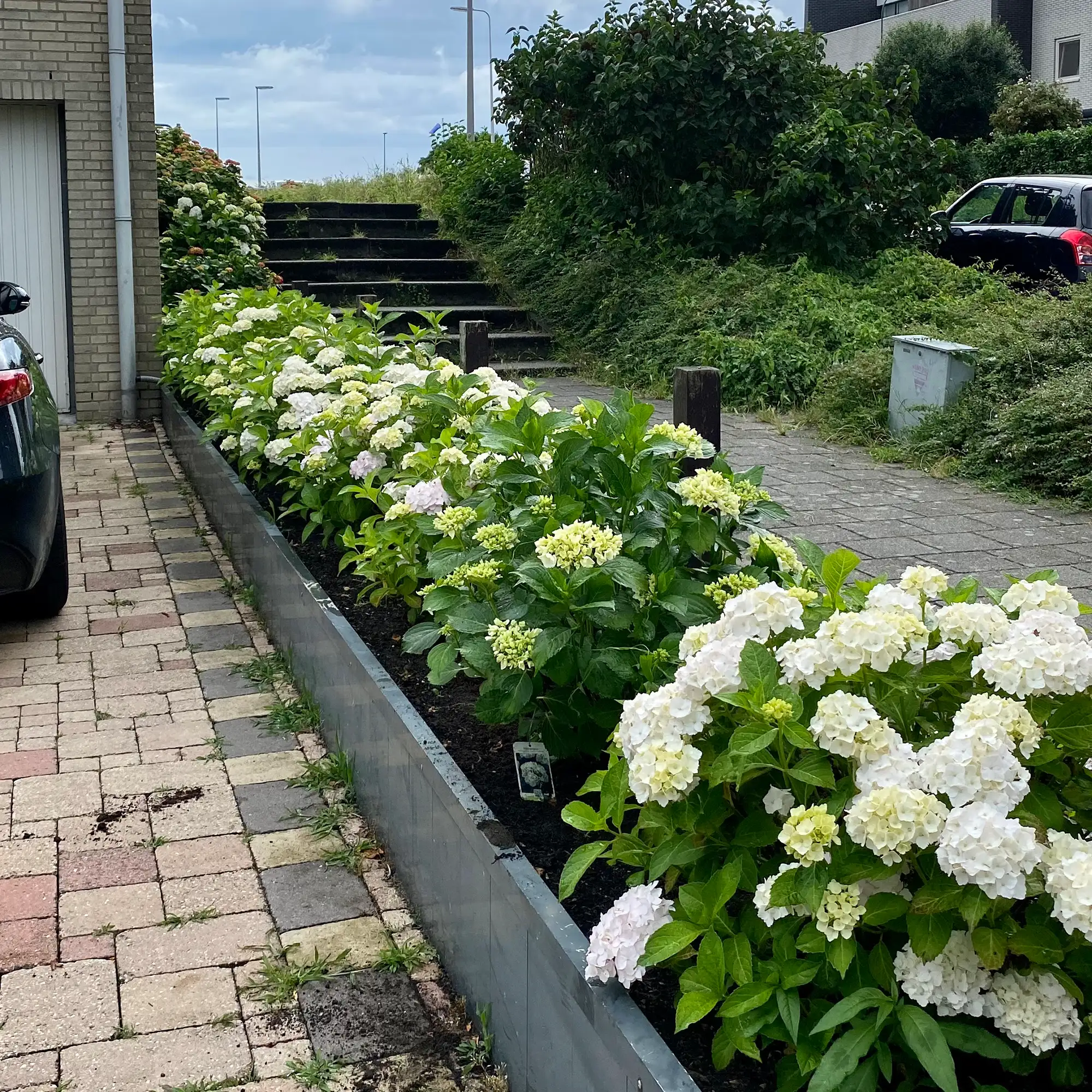 rainup blauw-groenborder