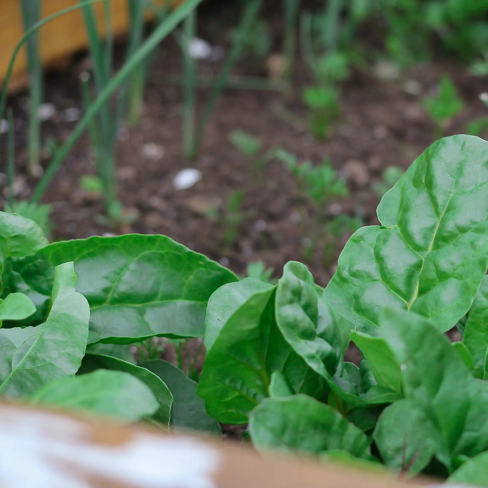 blauw-groen moestuin element balkon