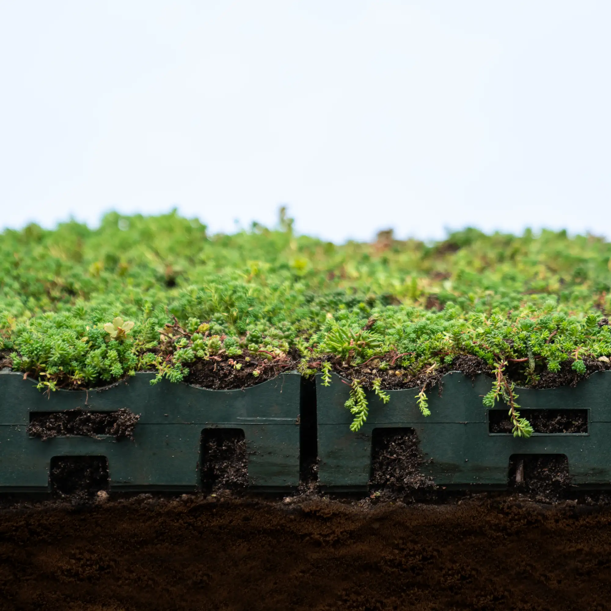 licht hellend groendak (incl. substraat en beplanting)