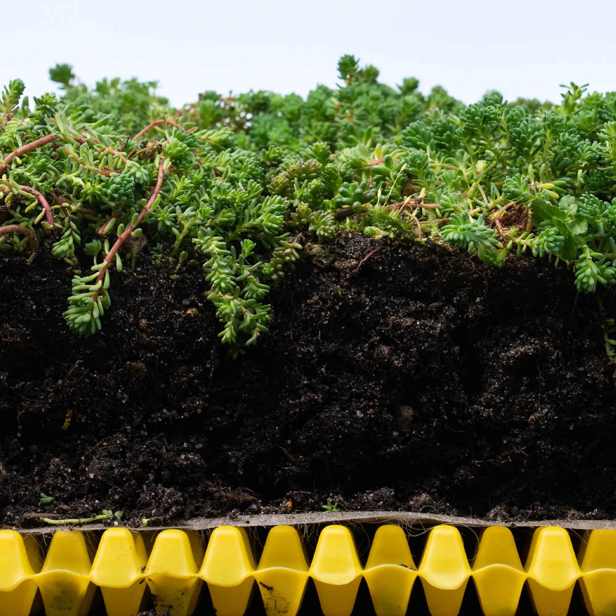 mos sedum groendak schuur/garage (excl. substraat en beplanting)