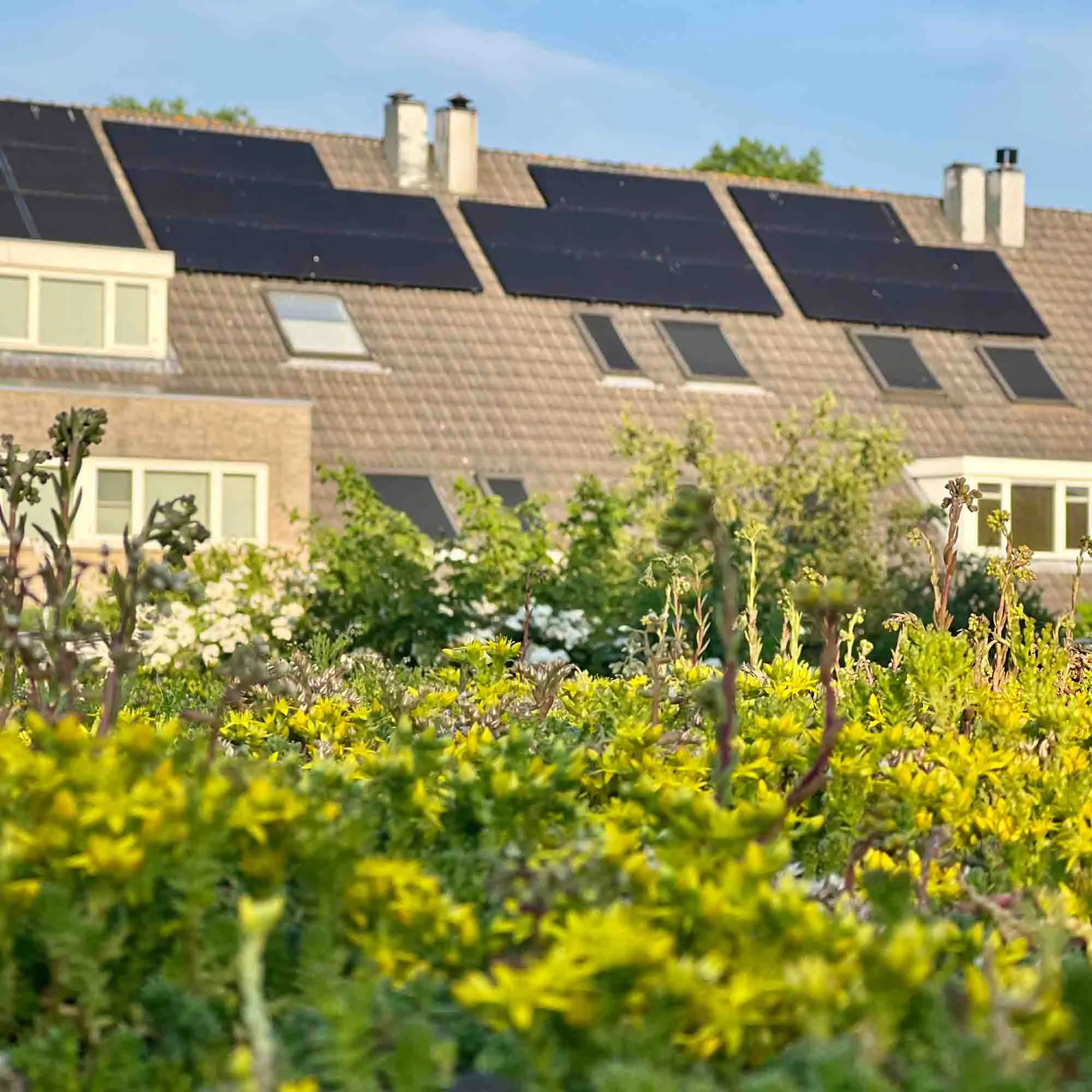 rainup blauw-groendak schuur/garage