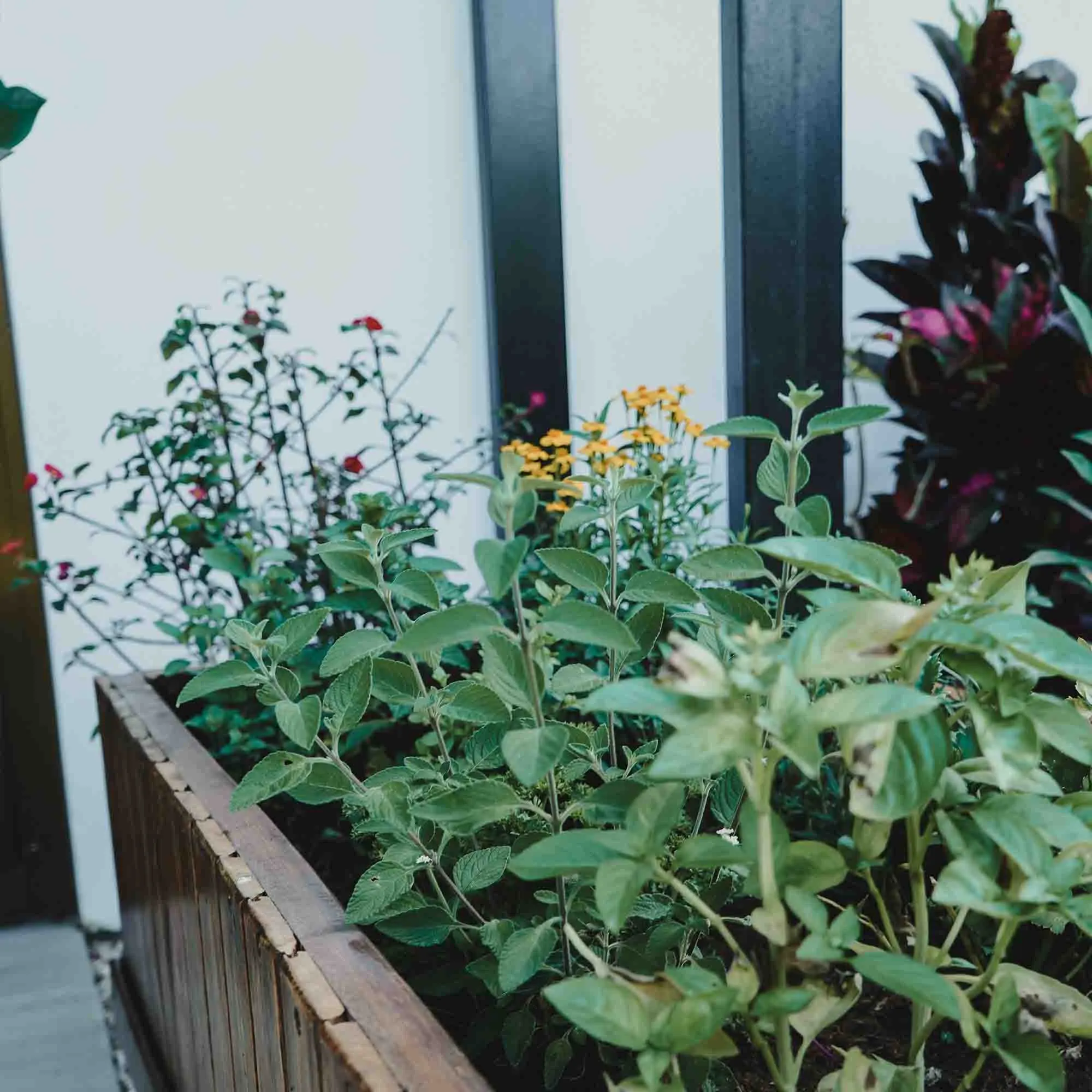 portable plantenbak (27 l/m²)