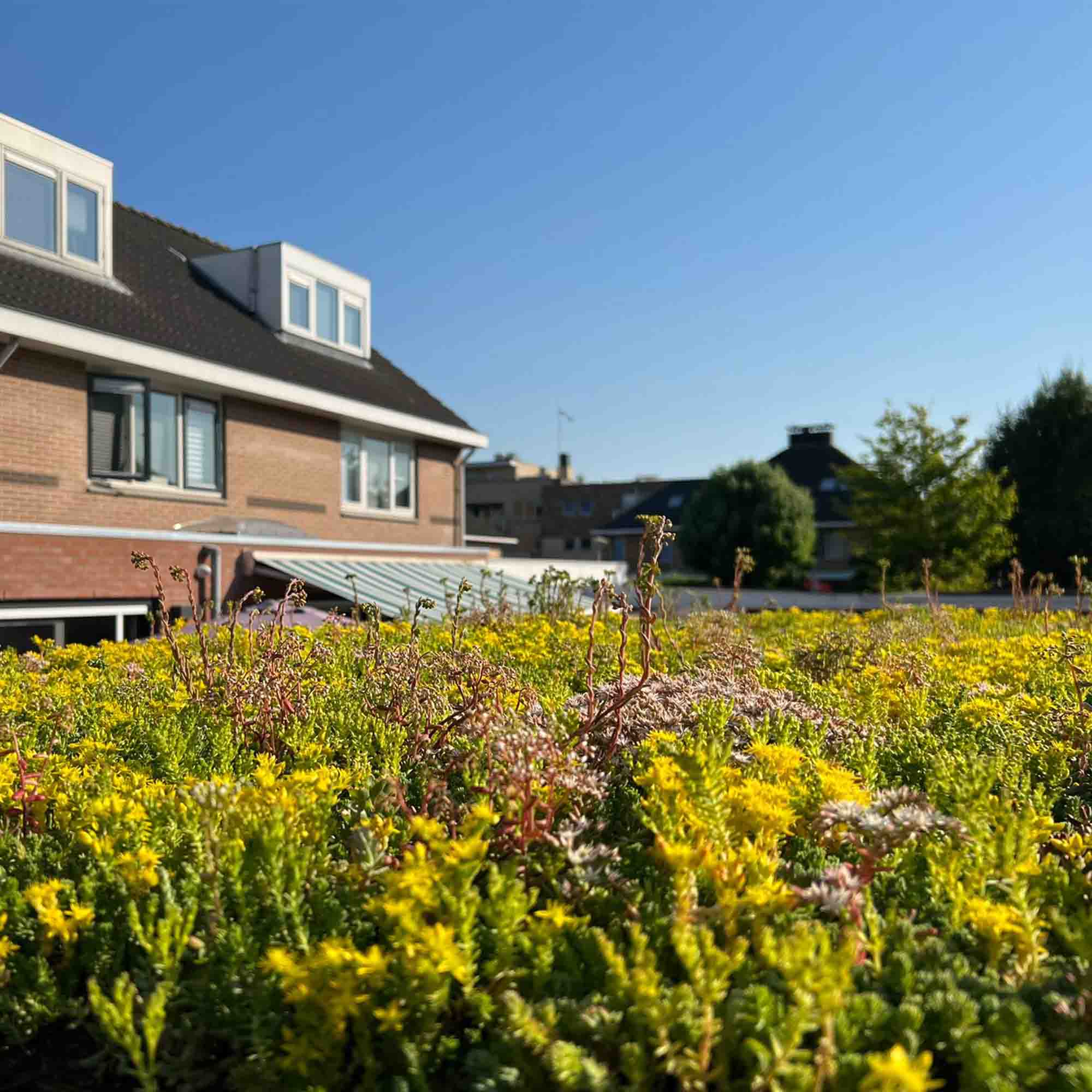 Sedum mix-mat - Afbeelding 2