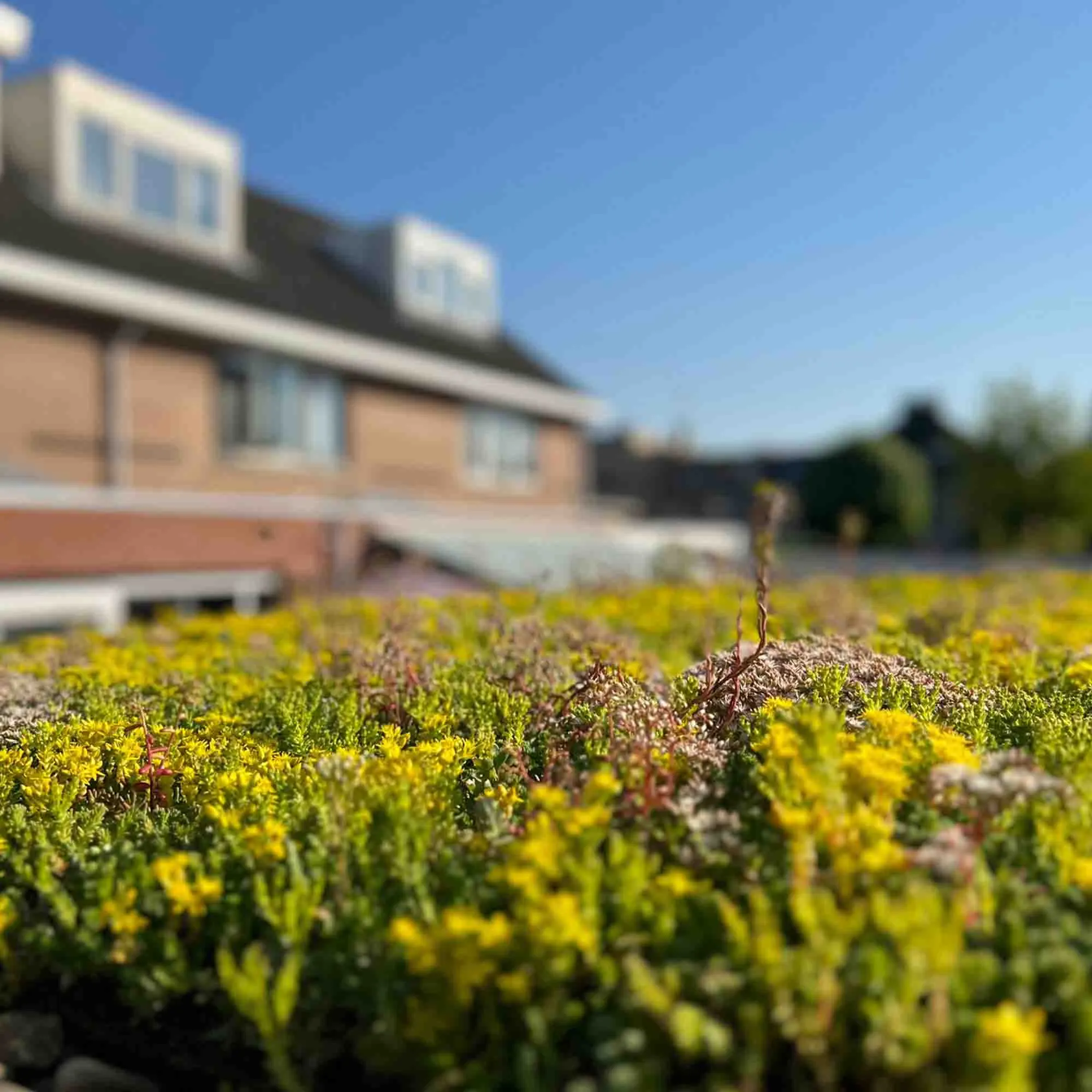 bluelay waterdragende laag 27 l/m² - Afbeelding 4