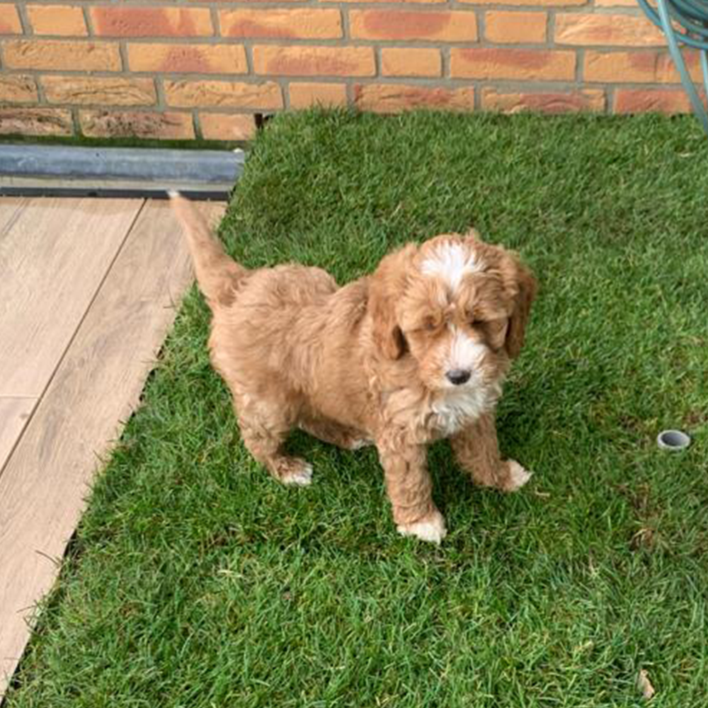 rainup blauw-groen portable garden